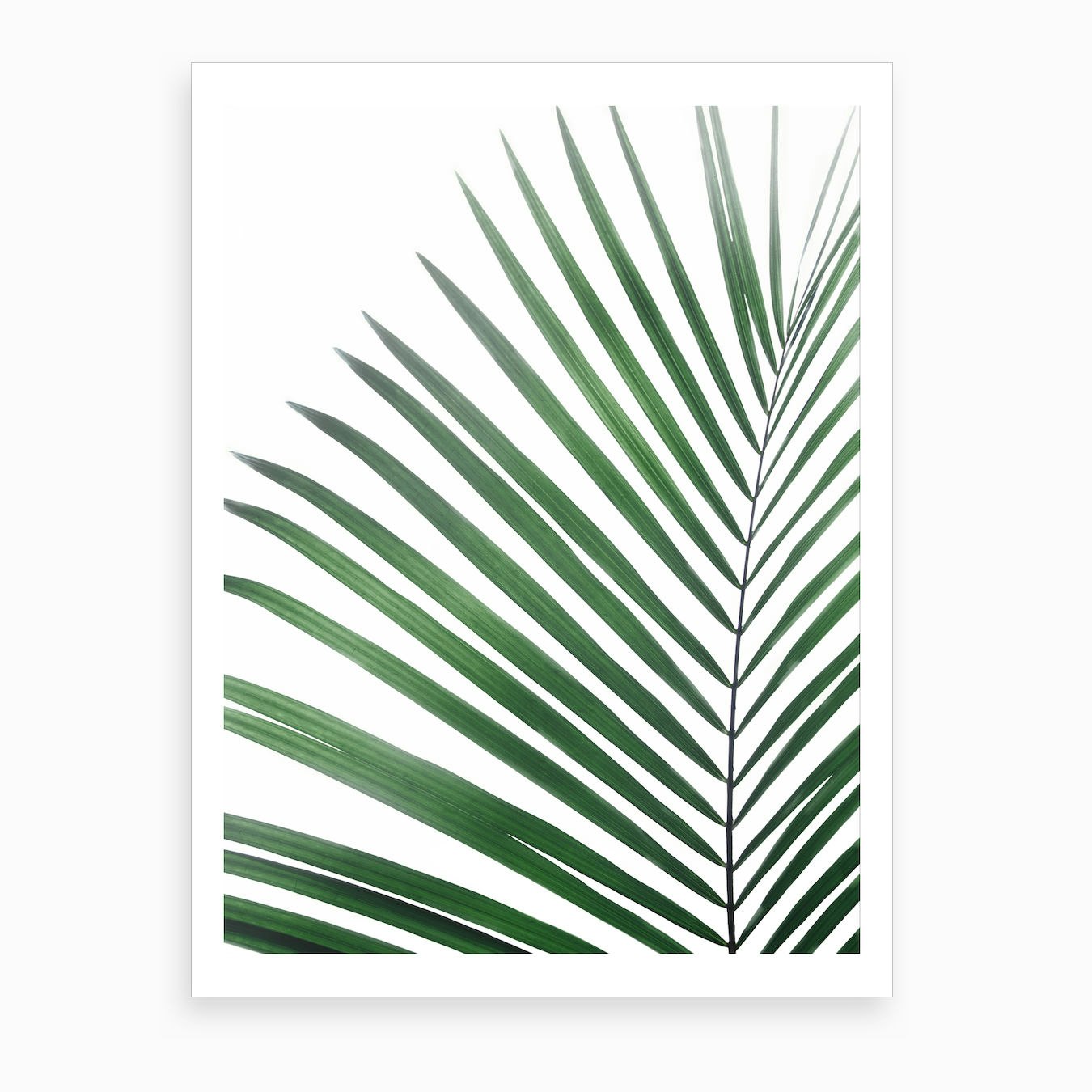 Palm Leaf Green Art Print by Sisi and Seb - Fy