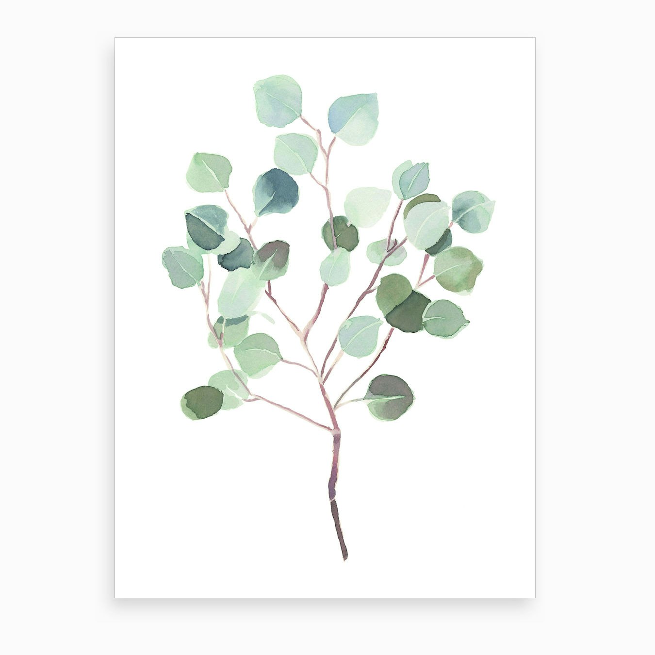 Eucalyptus Art Print by Becky Bailey Studio - Fy