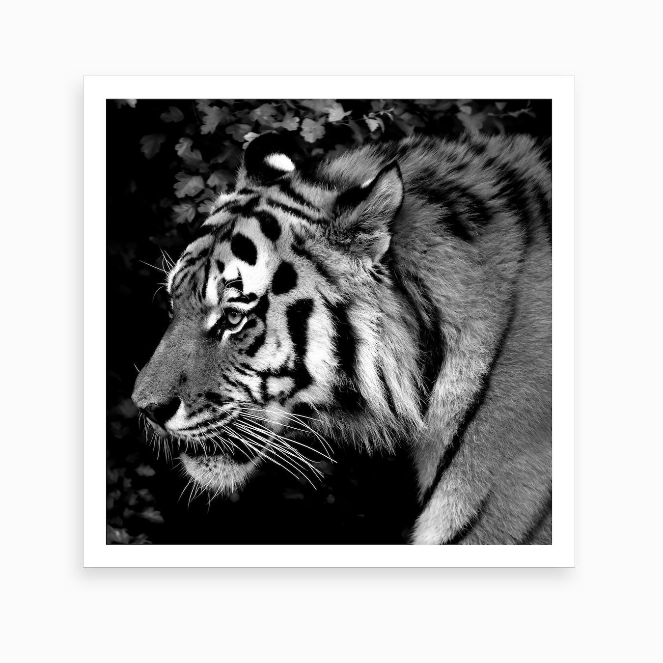 Tiger Art Print by Thula Photography Fy