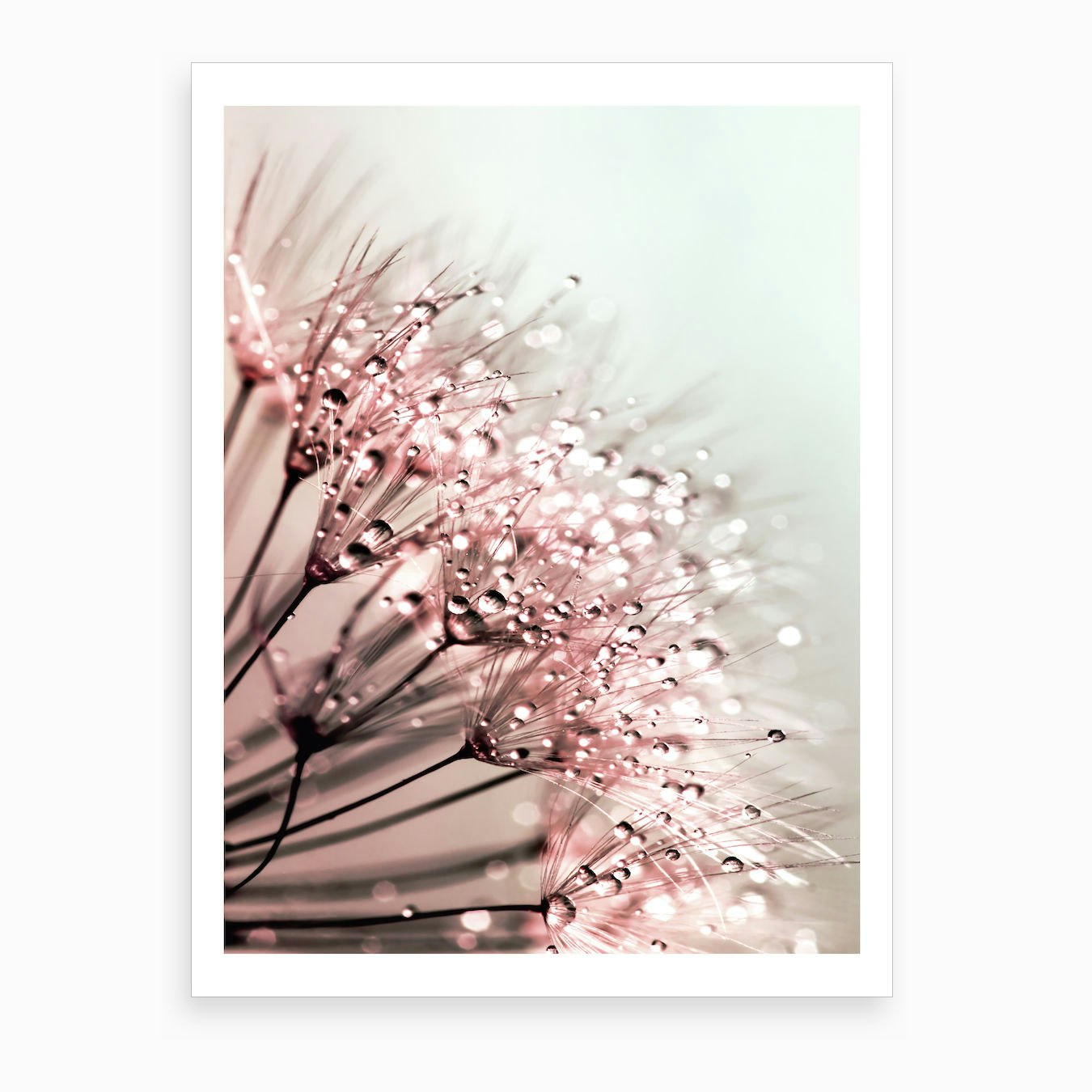 Blush Dandelion Art Print by Hecetu Fy