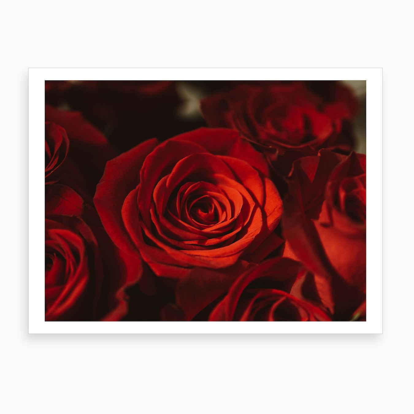 Red Roses Art Print by Chelsea Victoria Photography - Fy