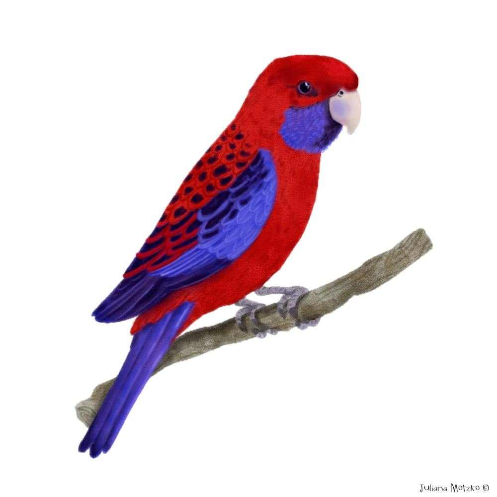 ジョアン・フックJOANNE HOOK 「CRIMSON ROSELLAS」 ジョアン・フックJOANNE HOOK 「CRIMSON ROSELLAS」 Crimson