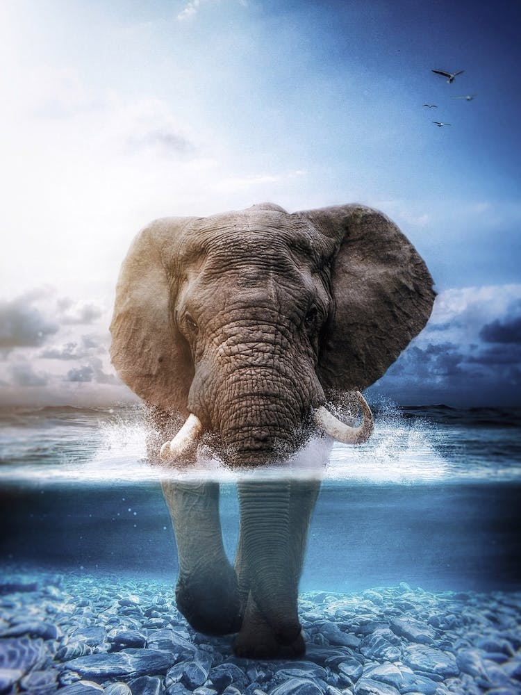 Elephant In The Sea Canvas Print by Gen Z - Fy
