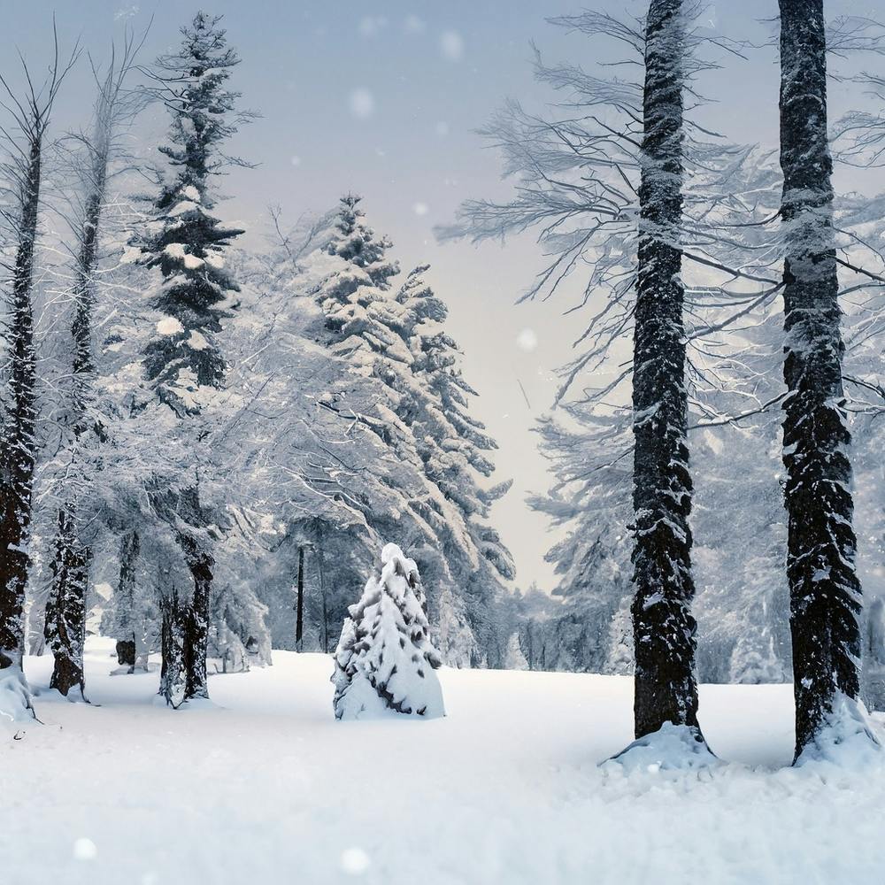TRIPSHION SNOWY FOREST グラフィック フーディー 9colors Snowy Forest 9 Affiche par Pat4U - Fy