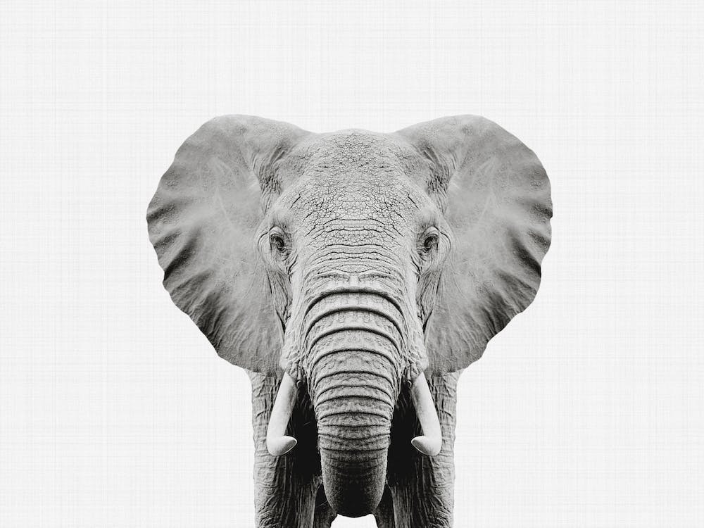 ◆BLUE ELEPHANT◆ WINNI pearl grey WINNI pearl grey - BLUE ELEPHANT