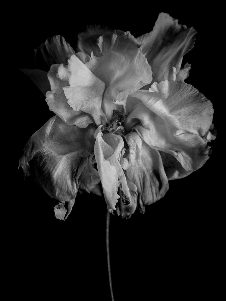 Flower Monochrome Art Print by The Daily Weinstein - Fy