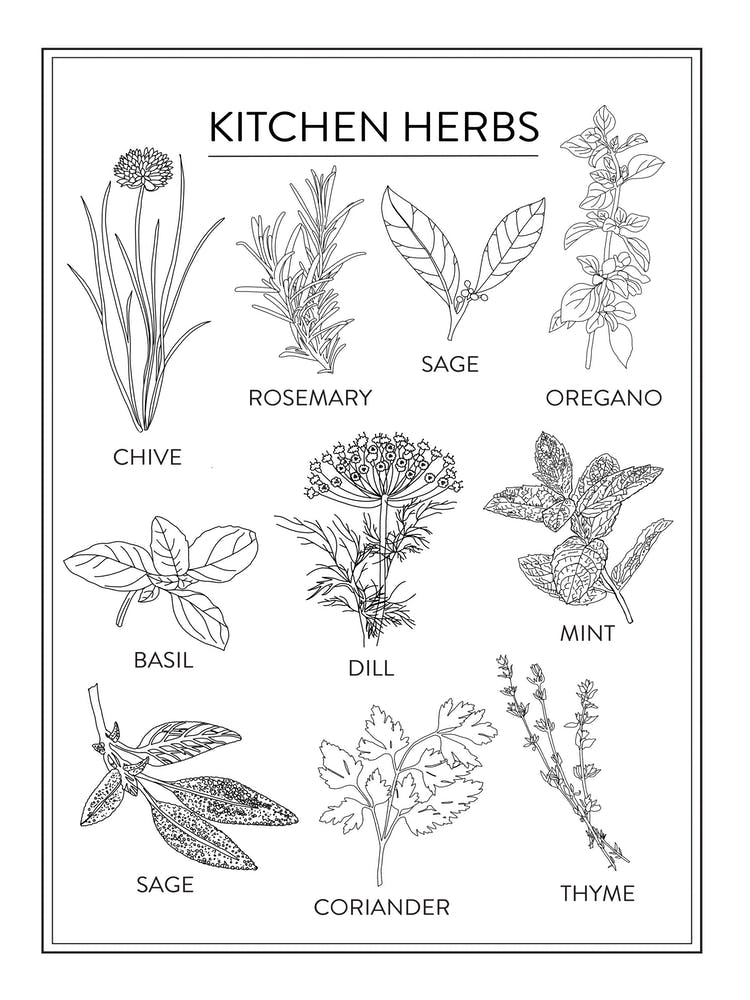 Herbs and Spices. Floral clipart. Leaves and branches