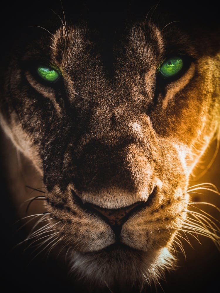 Lioness Green Eyes Art Print by Gen Z - Fy