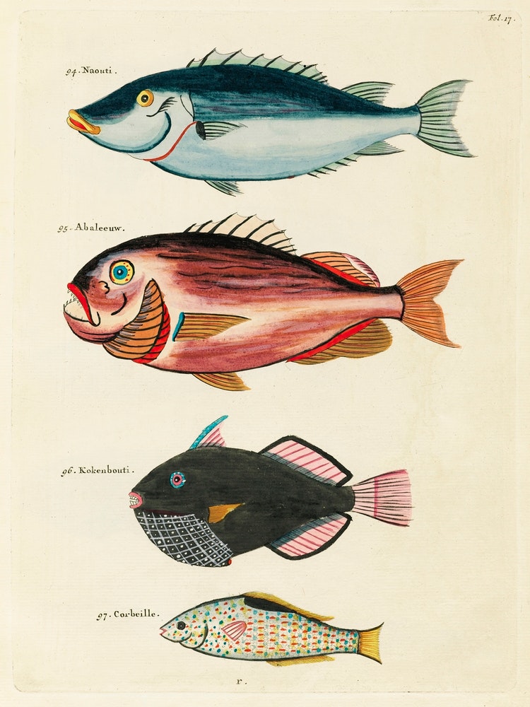 Colourful And Surreal Illustrations Of Fishes Found In Moluccas ...