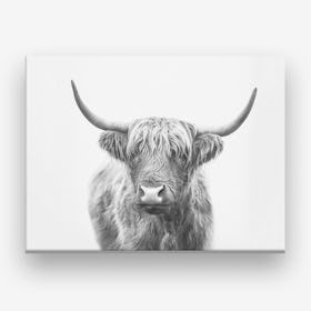 Highland Bull Canvas Print