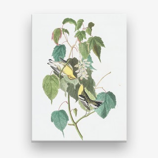 Hemlock Warbler Canvas Print