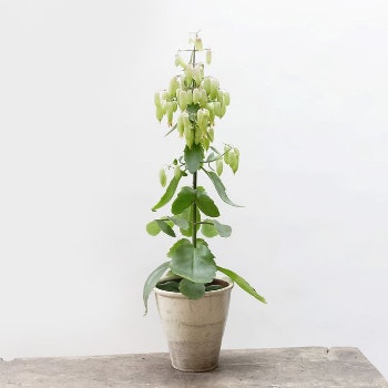 Kalanchoe Magic Bells House Plant by