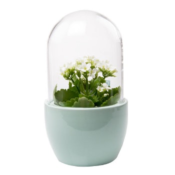 Mint Mini Pill Terrarium by Chive