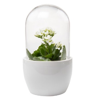 White Mini Pill Terrarium by Chive