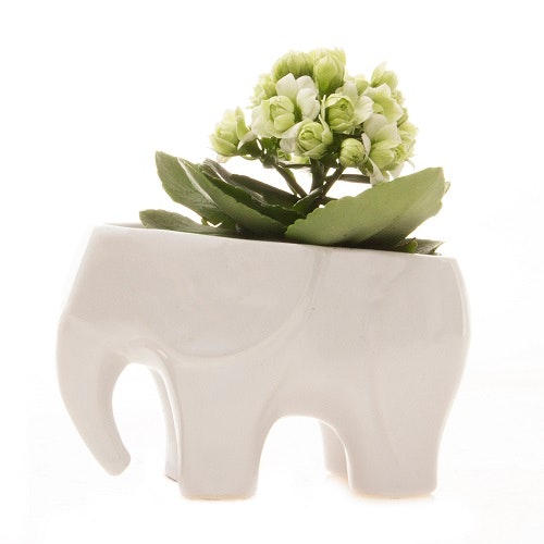Elephant Mini Planter : White by Chive