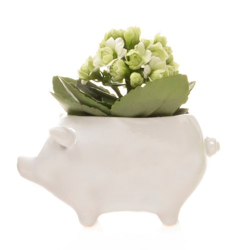 White Pig Mini Planter by Chive
