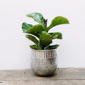 Medium Embossed Silver Planter by Dassie Artisan