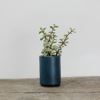 Navy Ceramic Planter by Dassie Artisan