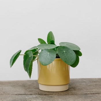 Yellow Ceramic Two Tone Pot by