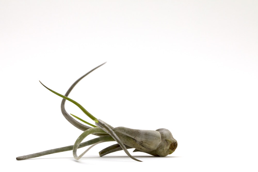Caput Medusae Airplant by Cuemars