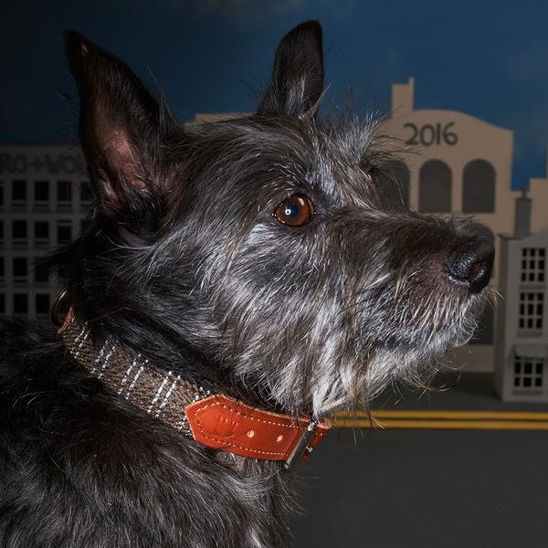 Reflective Brown Raver Dog Collar by Hiro + Wolf