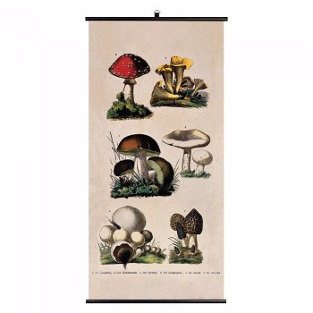 Fungi Wall Chart by Biologica