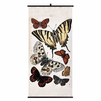 Butterfly Wall Chart by Biologica