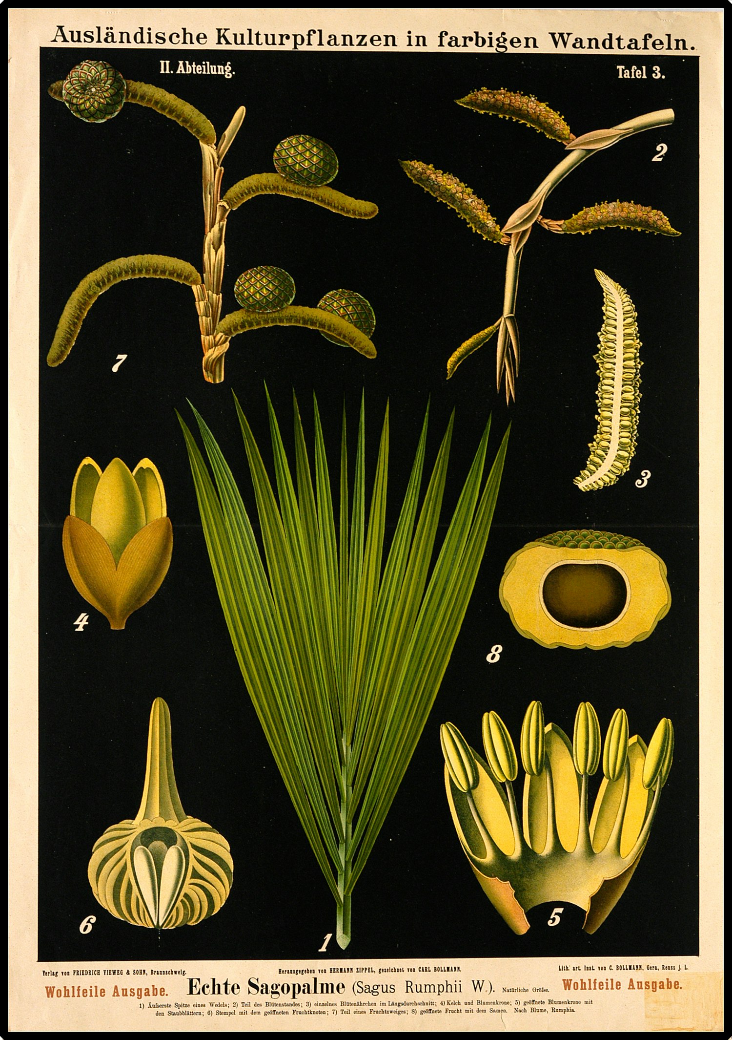 Sago Palm Tree Botanical Illustration by Cuemars