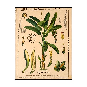 Banana Vintage Botanical illustration by Cuemars
