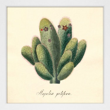 Cacti Framed Picture by The Dybdahl Co.