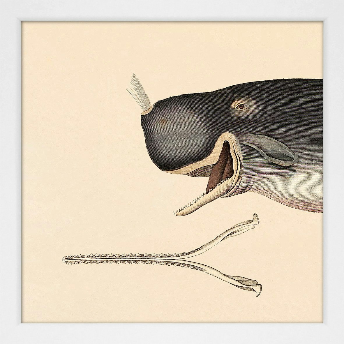 Whale Framed Pictures by The Dybdahl Co.