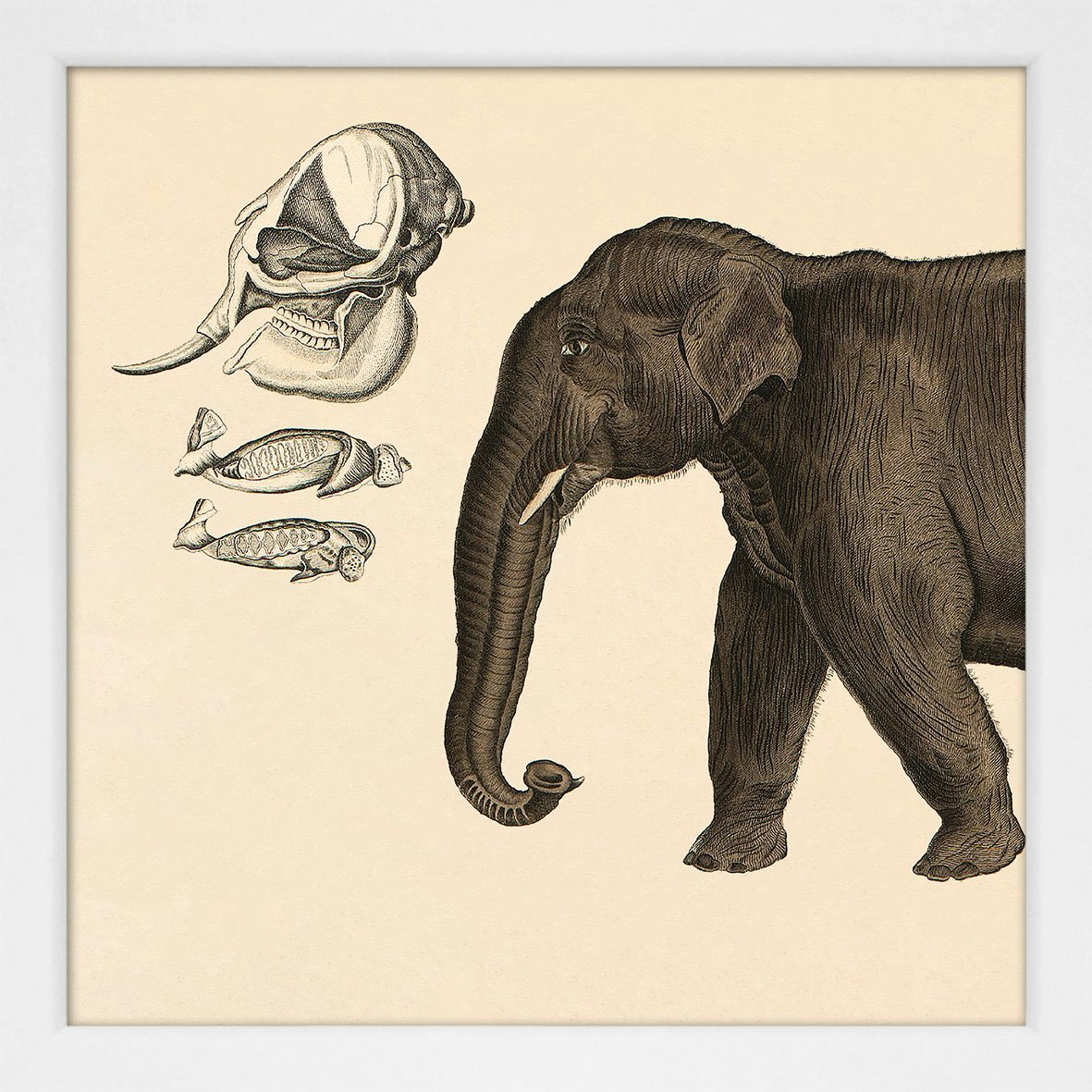 Elephant Framed Pictures by The Dybdahl Co.