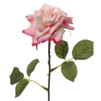 Pink English Rose Decor by Hyde And Seek