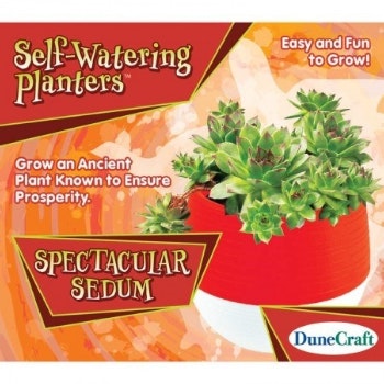 Spectacular Sedum Self Watering Planter by Dune Craft
