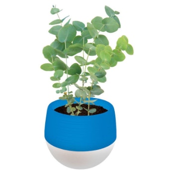 Euphoric Eucalyptus Self Watering Planter by Dune Craft