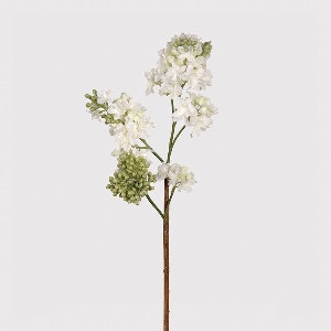 White Lilac Stem by The Upholsterer