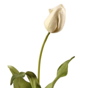 White Tulip Flower by Amaranthine