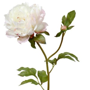 White Classic Peony Flower by Amaranthine