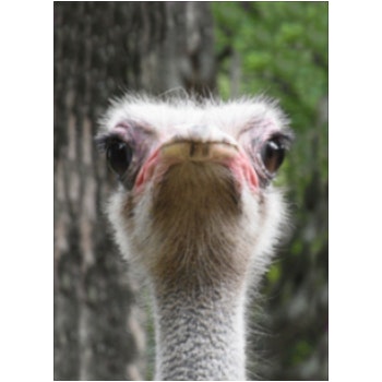Smiling Ostrich Lenticular Postcard by SCHNUCKI IMAGES