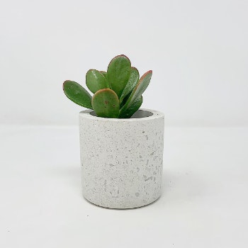 White Small Concrete & Marble Pot by Conpot