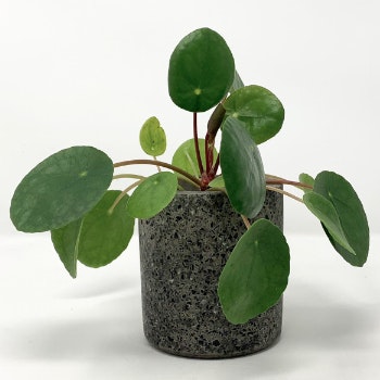 Green Small Granite & Concrete Pot by Conpot