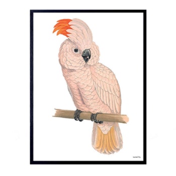 20 x 25cm Pink Parrot Poster by Vanilla Fly
