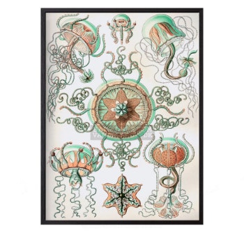 30 x 40cm Jellyfish Poster by Vanilla Fly