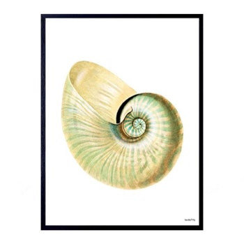 20 x 25cm Pearly Conch Poster by Vanilla Fly