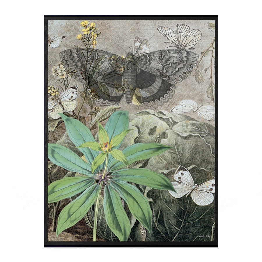 Butterflies (PSC208) 30x40 Poster by Vanilla Fly