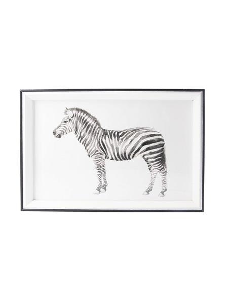 Acrylic Framed Print Small Zebra by Gisela Graham