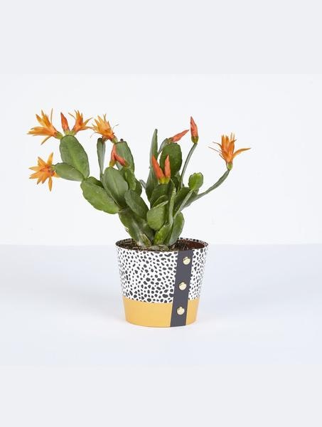 Spores Plant Pot Cover Medium by Wald Berlin
