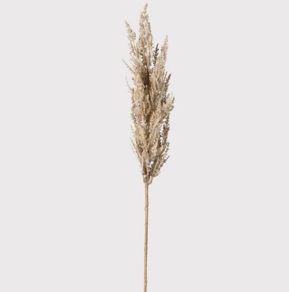Pampas Grass by Madam Stoltz