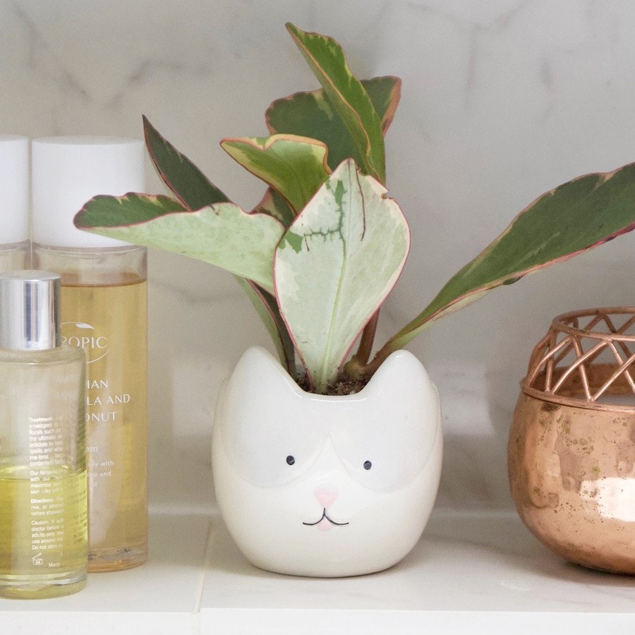 Mini Ceramic Cat Planter by Lisa Angel
