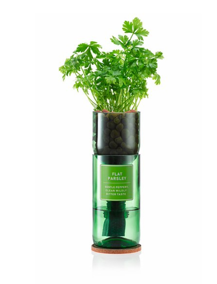 Flat Parsley Hydro Herb Kit by Hydro Herb